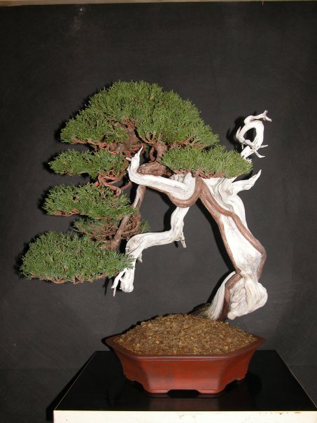 Sabina-Juniper.jpg