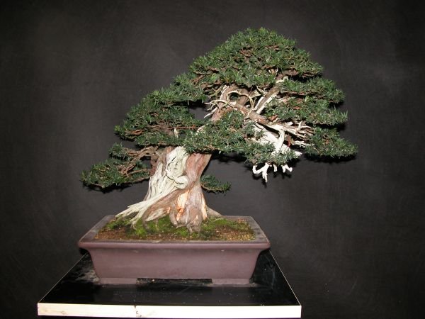 Taxus-Baccata.jpg