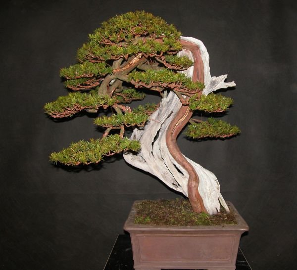 Taxus-Cuspidata3.jpg