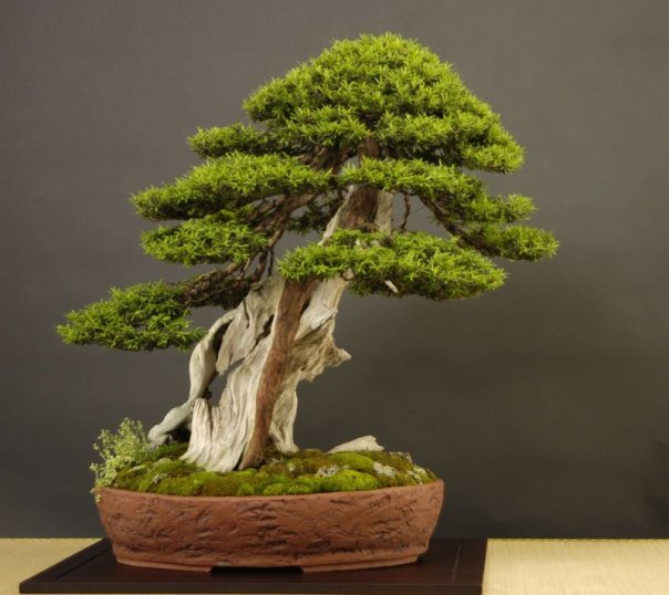 Taxus-Cuspidata4.jpg