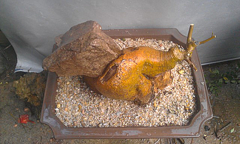 IMAG2095_.jpg