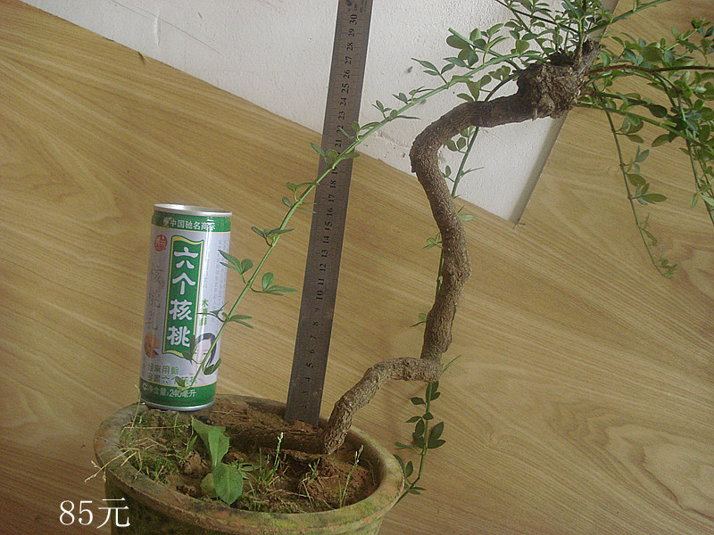DSC05665_.jpg