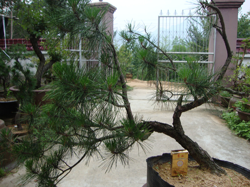 DSC01199_.jpg