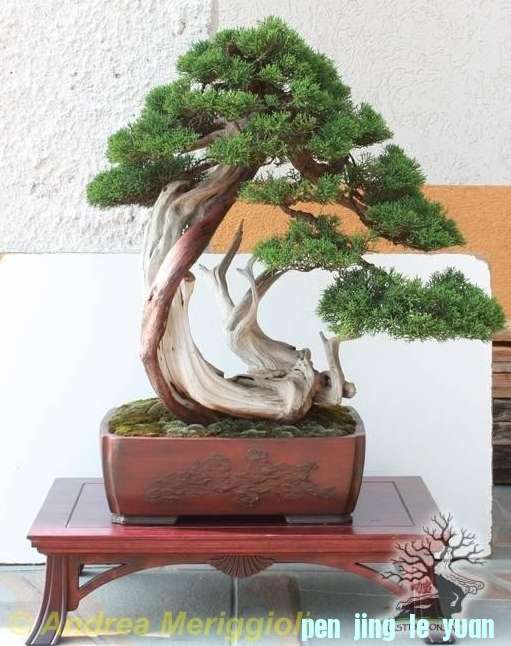 Juniperus chinensis Andrea Meriggioli.jpg