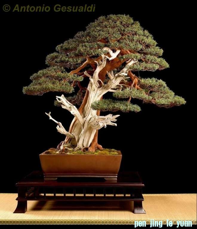 Juniperus chinensis Antonio Gesualdi.jpg