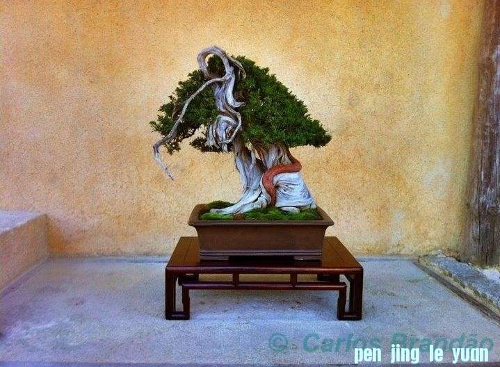 Juniperus chinensis Carlos Brando.jpg