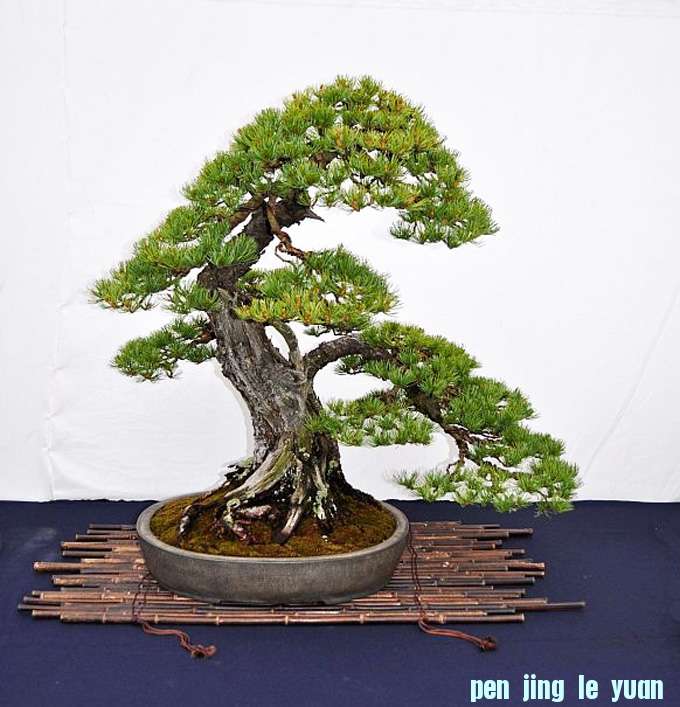 pine15.jpg