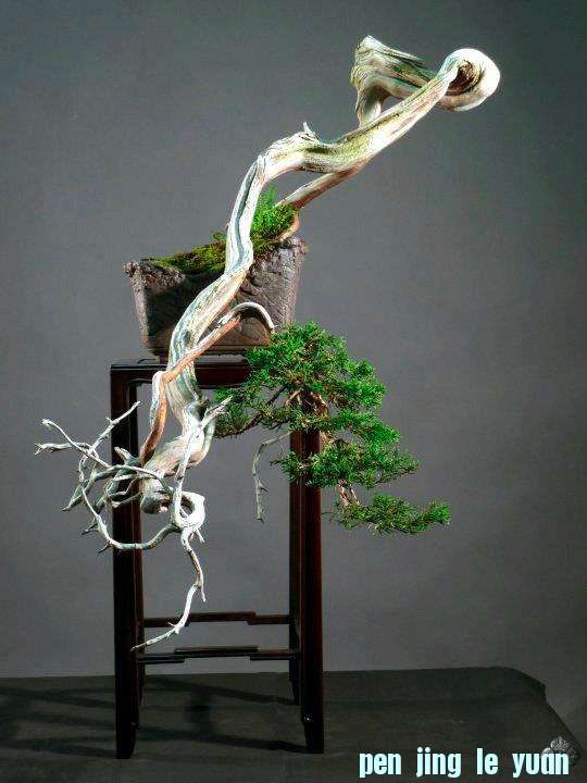 stunning_cascade_bonsai_1_20130202_1483739566.jpg