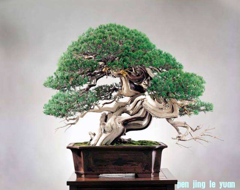WWBF World Bonsai Photo Contest 012.jpg