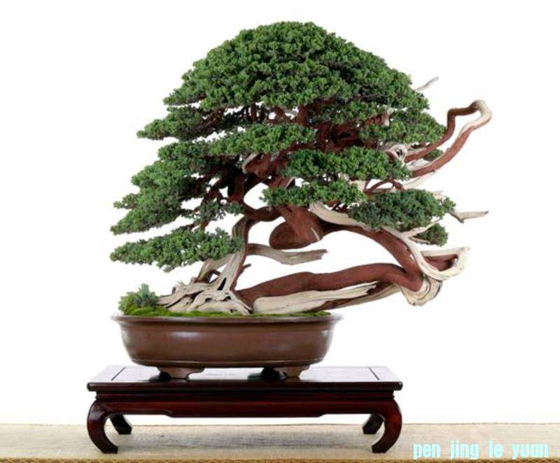 WWBF World Bonsai Photo Contest 019.jpg