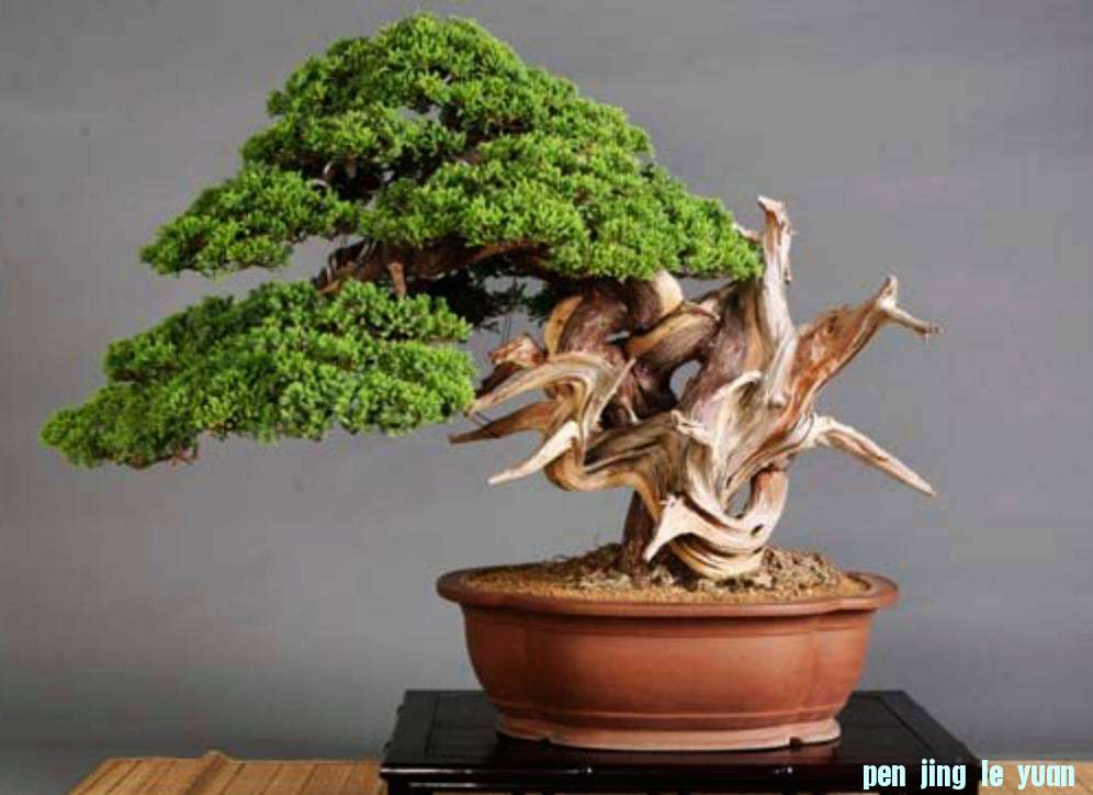 WWBF World Bonsai Photo Contest 031.jpg