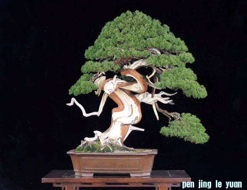 WWBF World Bonsai Photo Contest 036.jpg