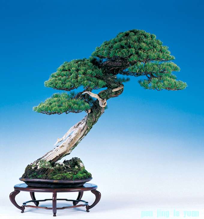96pine3.jpg