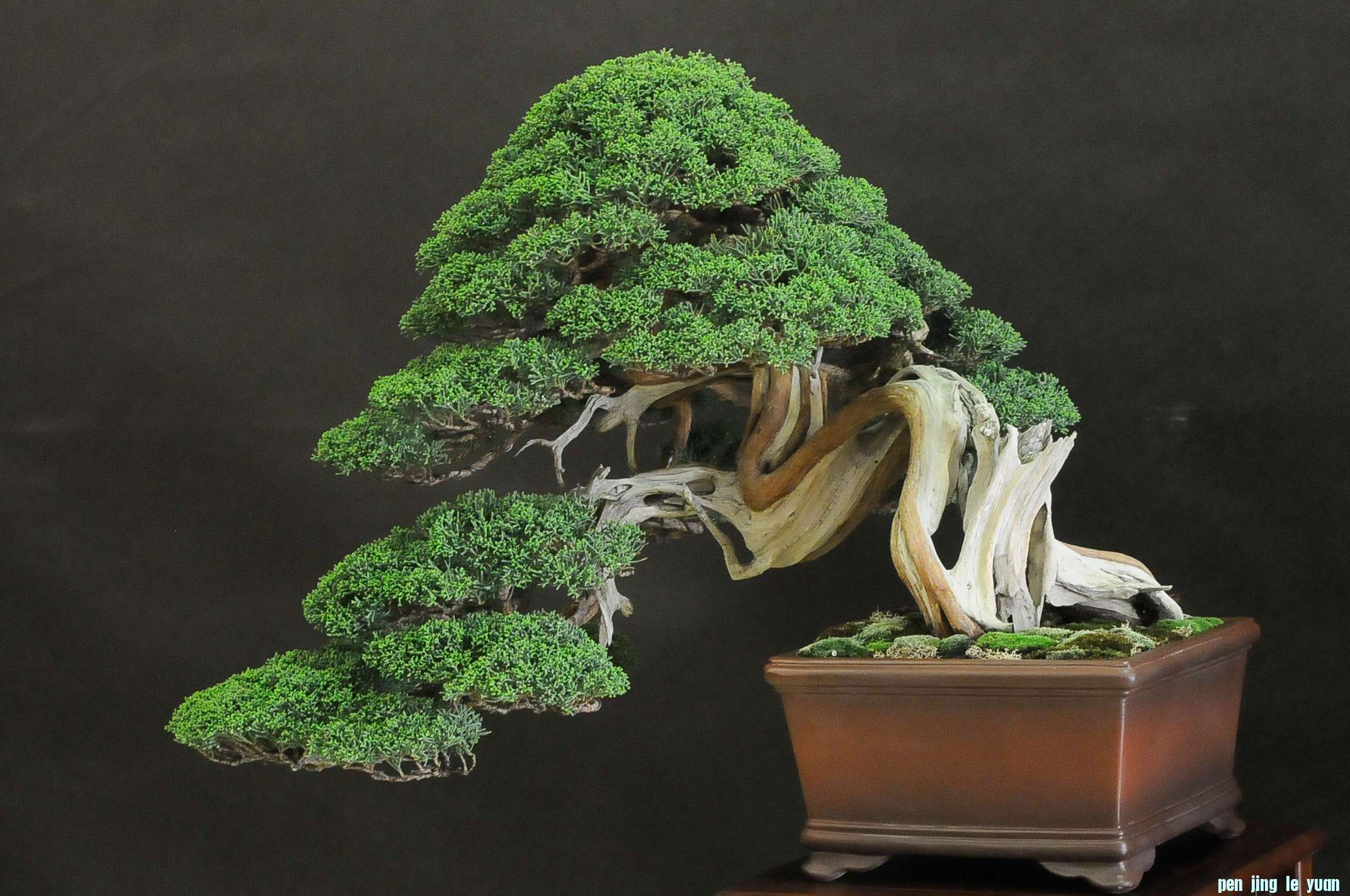 UBI_Bonsai_2013_16.jpg