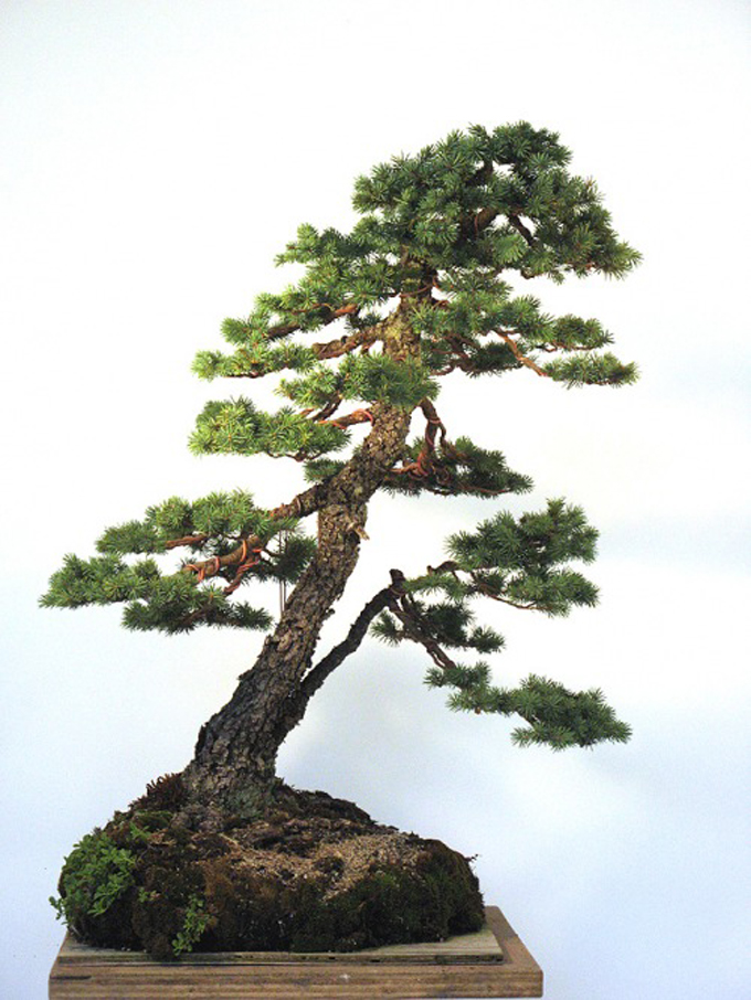engelmannspruce1.jpg