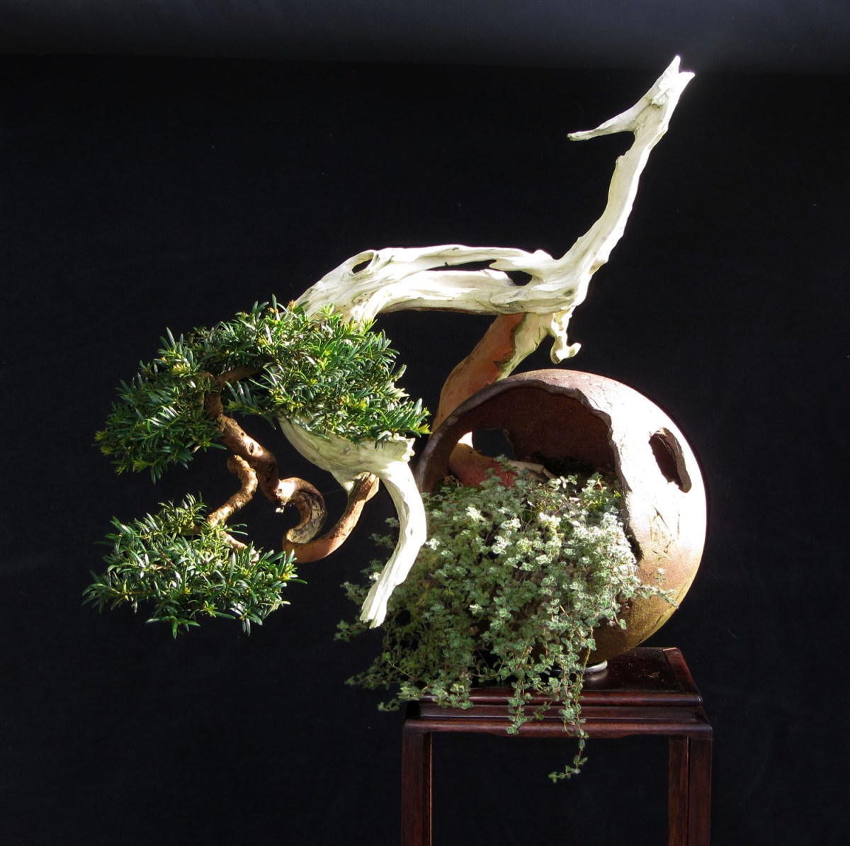 pacman-yew-1500.jpg