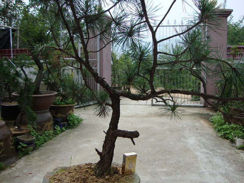 DSC01211_.jpg