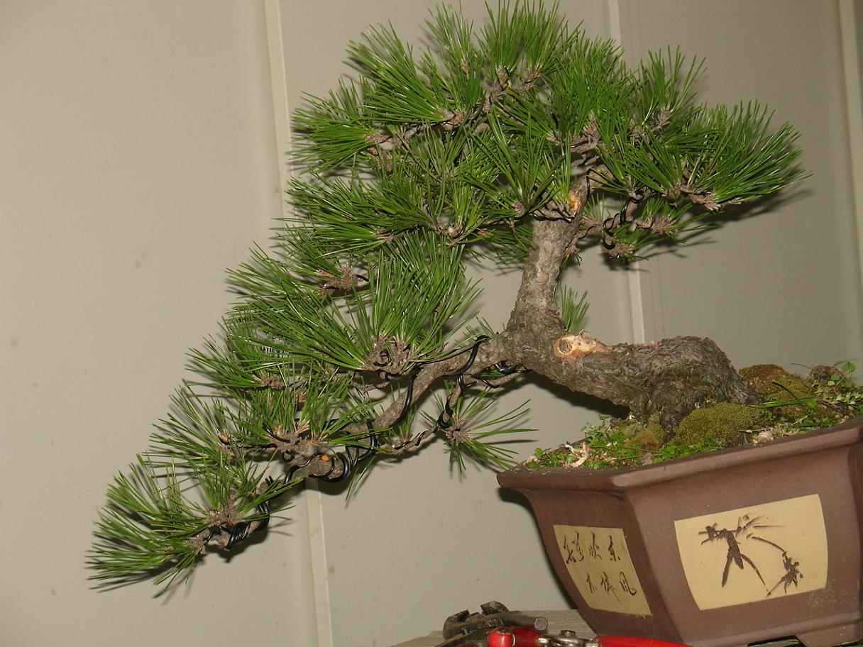 DSC00435.JPG