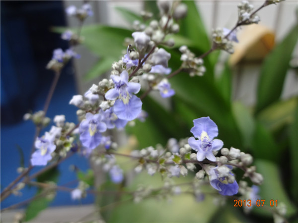 DSC07471.jpg