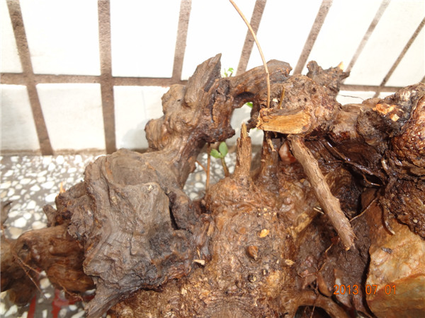 DSC07492.jpg