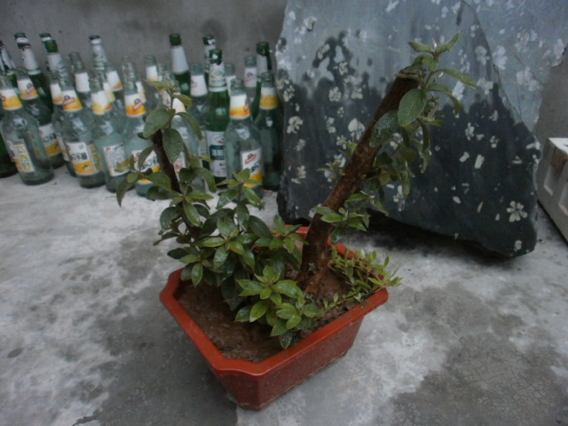P7010002.JPG