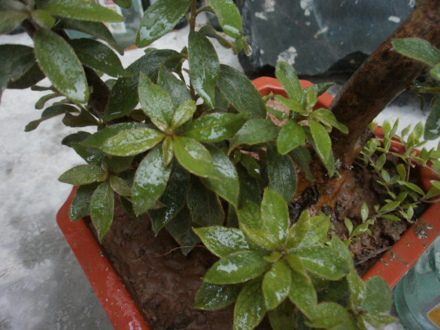 P7010004.JPG