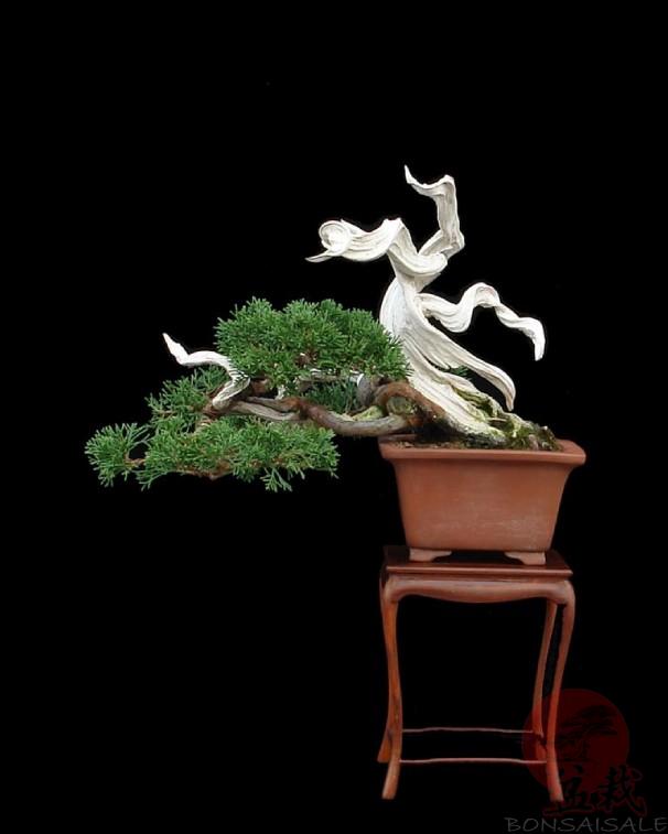 njvtpeskwkio n8z_preview.jpg