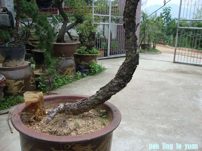 DSC01195_.jpg
