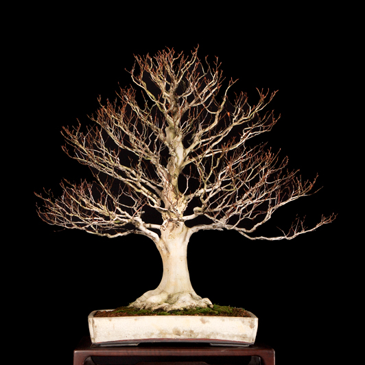 image_1038_bonsai-autumn-2009-ch.jpg