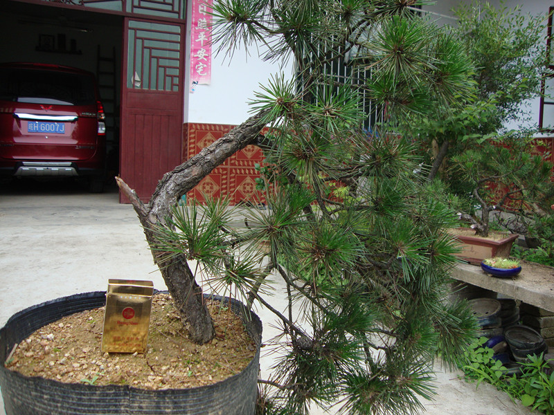 DSC01184_.jpg