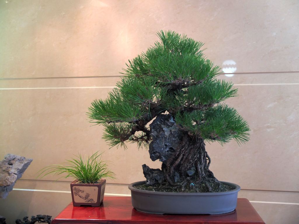 DSCF8510.jpg