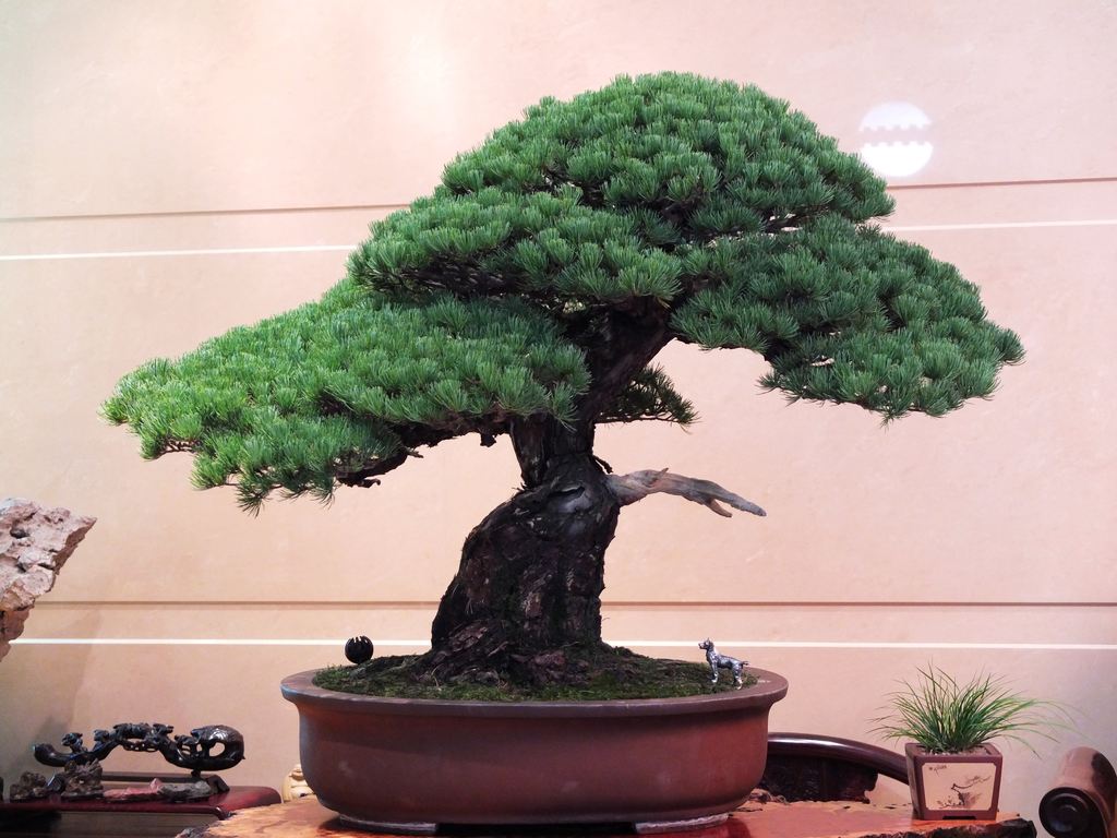 DSCF8620.jpg