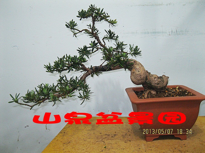 IMG_1891_conew1.JPG