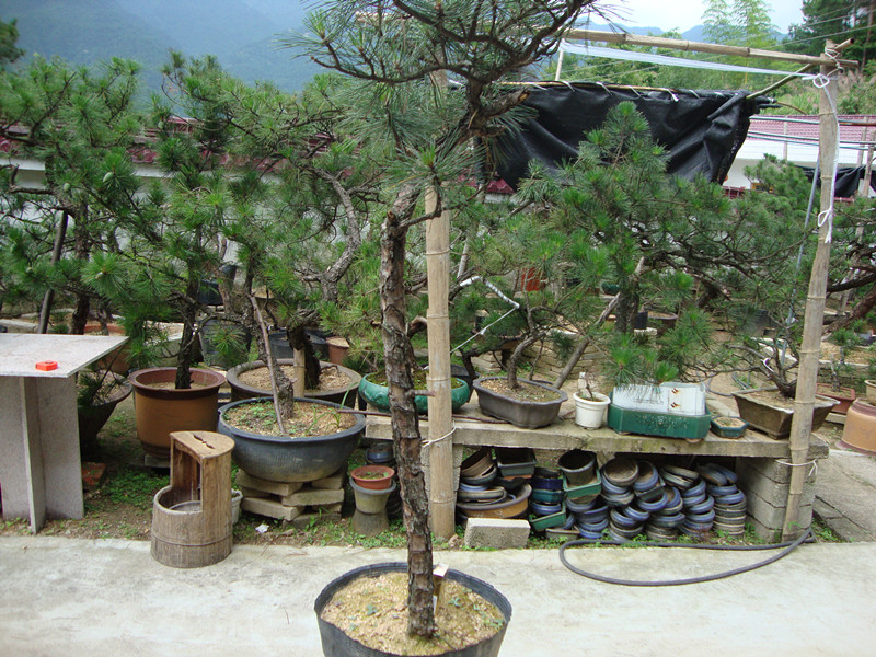 DSC01242_.jpg