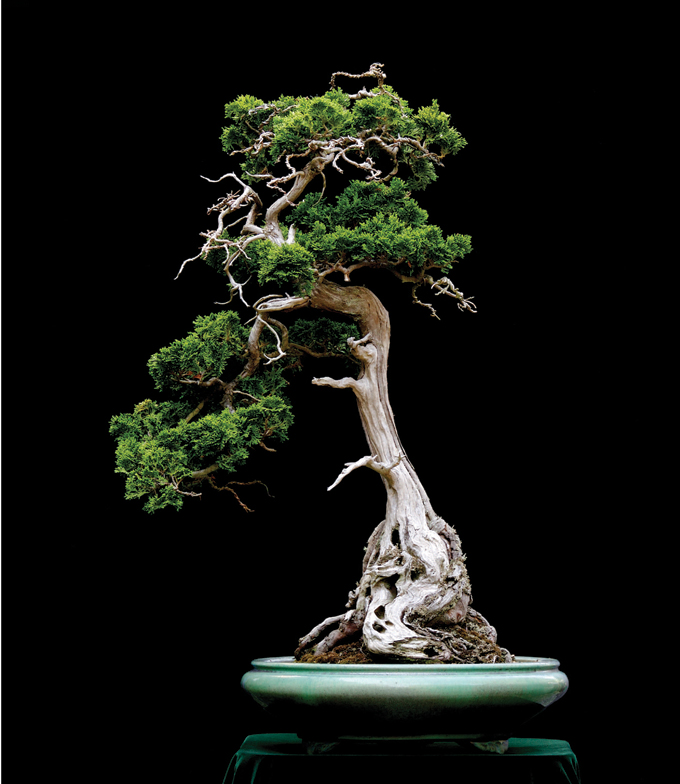 DanHinoki.jpg