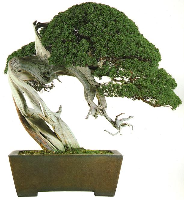 juniper.jpg