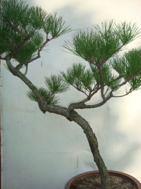 ת DSC05196_ͼ.jpg