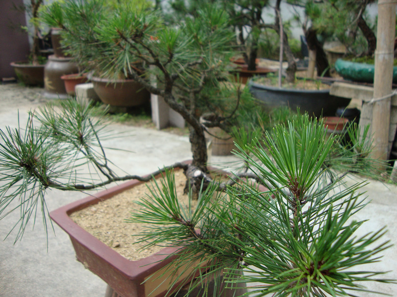 DSC01245_.jpg