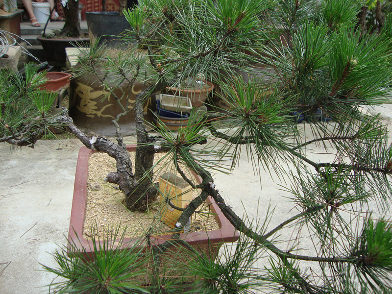DSC01246_.jpg