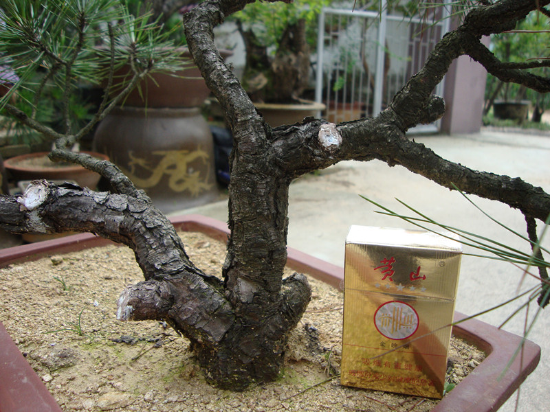 DSC01247_.jpg