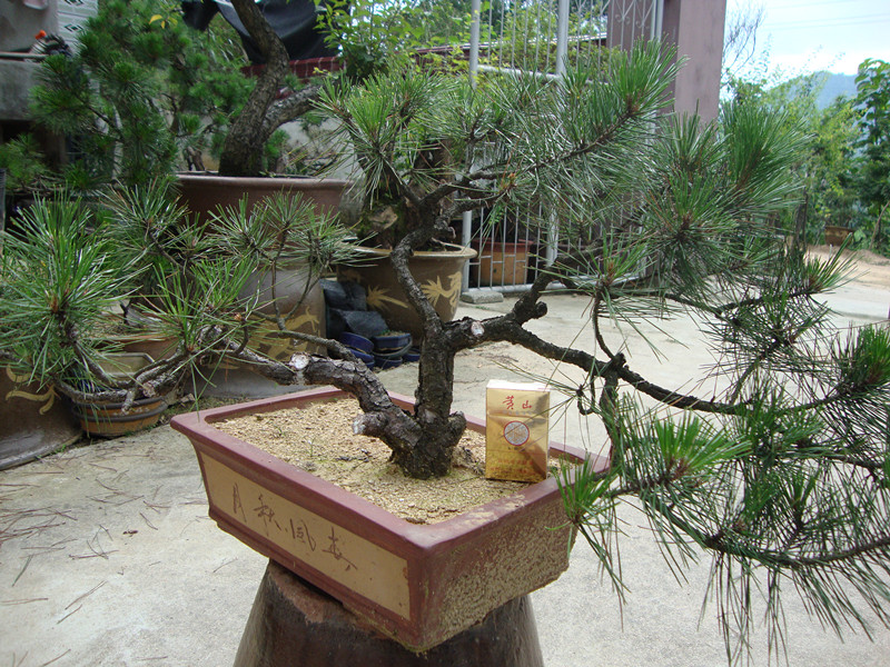 DSC01243_.jpg