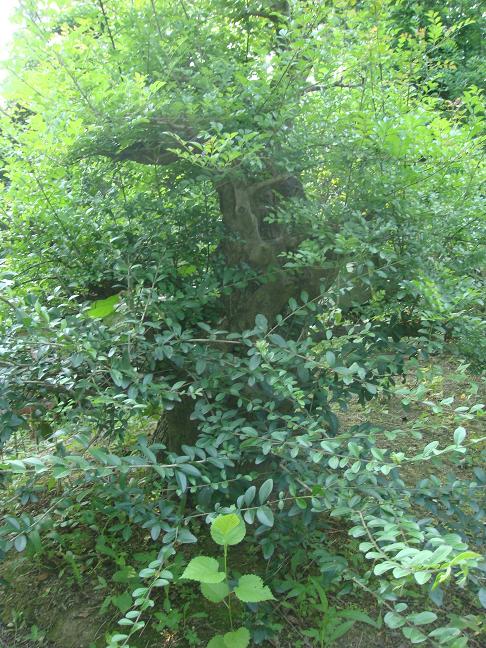 DSC05147.JPG