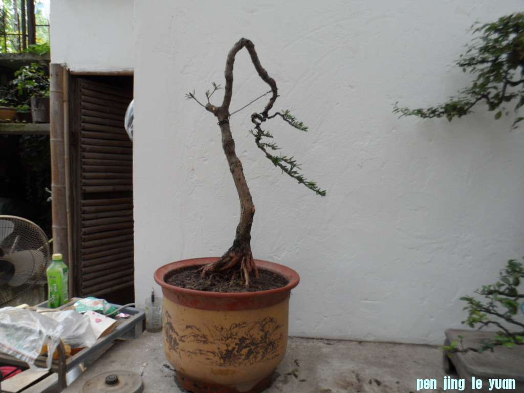 SAM_0610.JPG