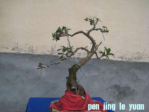 ĸ辰.JPG