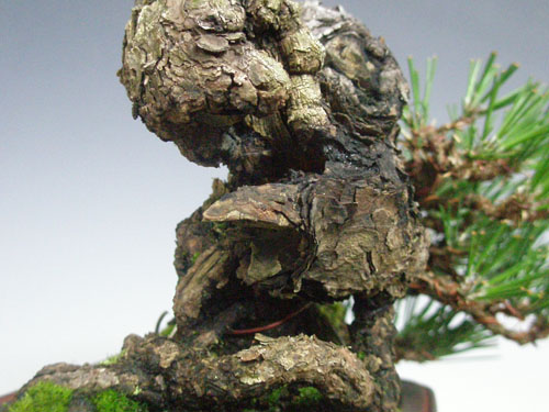 130213b12kuro13.jpg