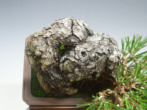 130213b12kuro17.jpg