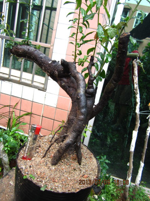 IMG_0130.jpg