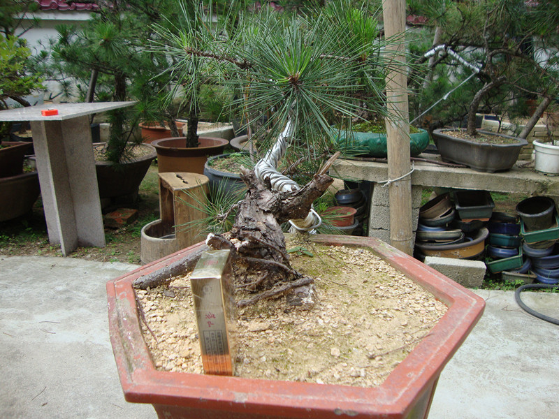 DSC01250_.jpg