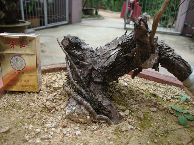 DSC01251_.jpg