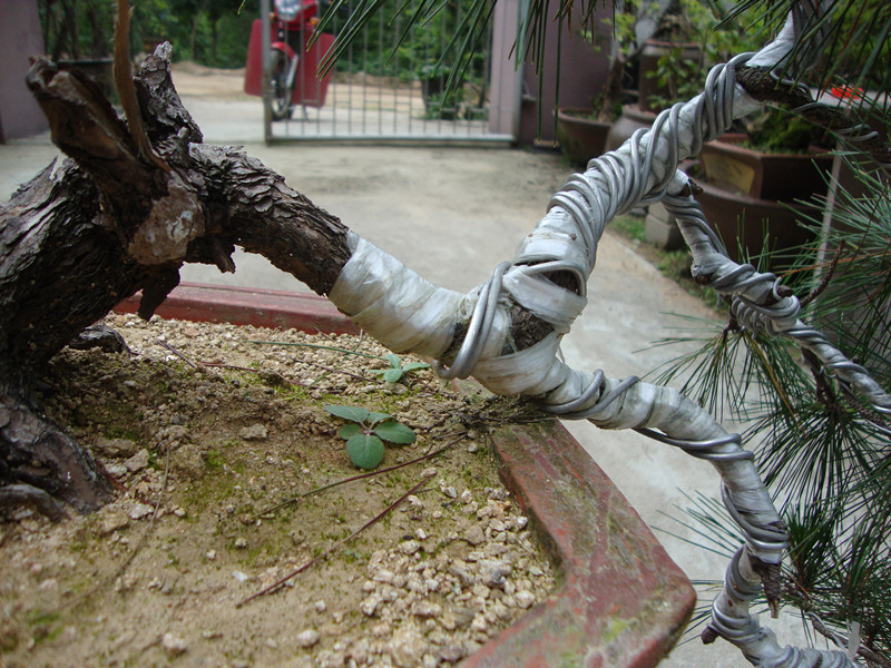 DSC01252_.jpg
